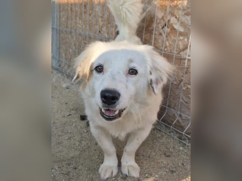 ⭐️FINJA⭐️, Hündin, 1,5 Jahre, 34 cm, Mischling, Tierschutz