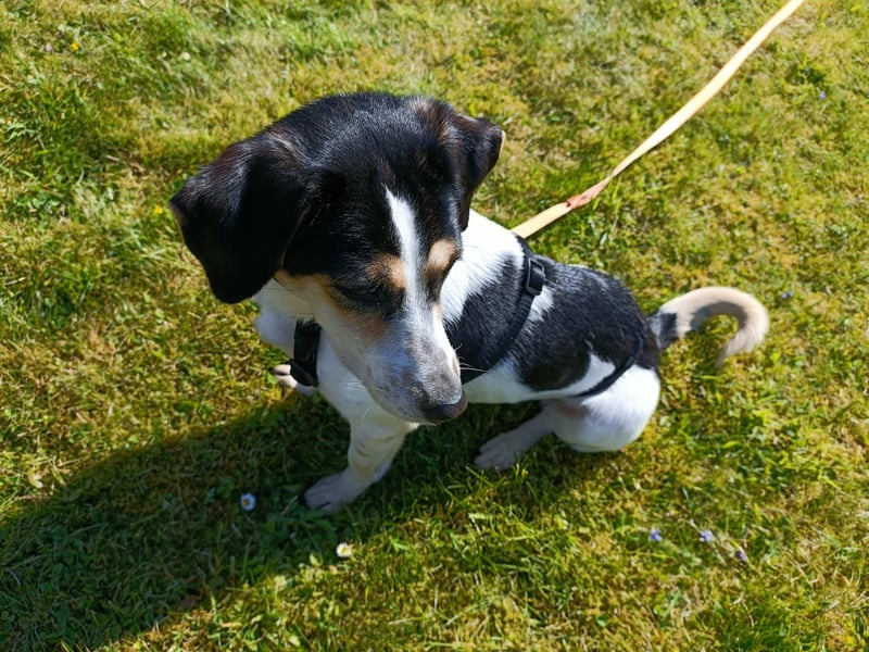 REA, sucht ihre Menschen, 2,5 Jahre, 34 cm, Mischling, Pflegestelle 53937, Tierschutz Rumänien