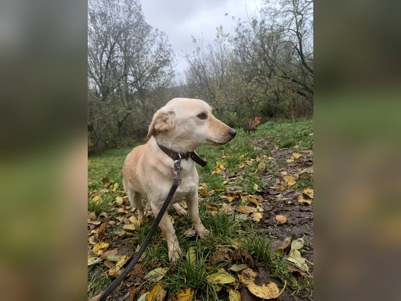 Billy Tierschutzhund sucht ein Zuhause