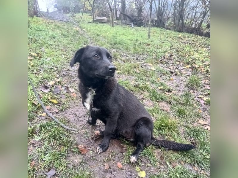 Lilu Tierschutzhund sucht ein Zuhause