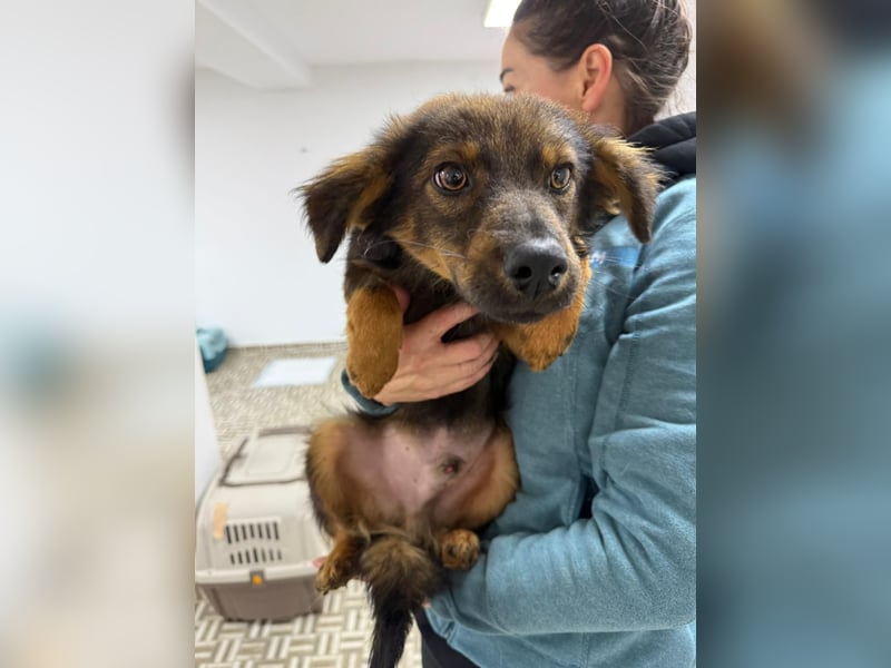 ⭐️Herro⭐️, Herzensbrecher, Rüde, 11 Monate, 38 cm, Mischling, Tierschutz