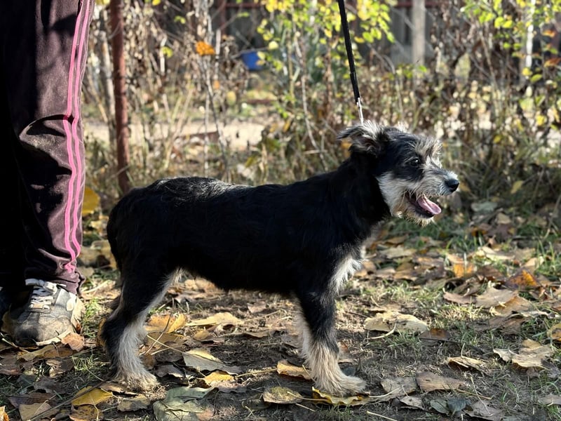 Filip - Bezaubernder Bube sucht Zuhause