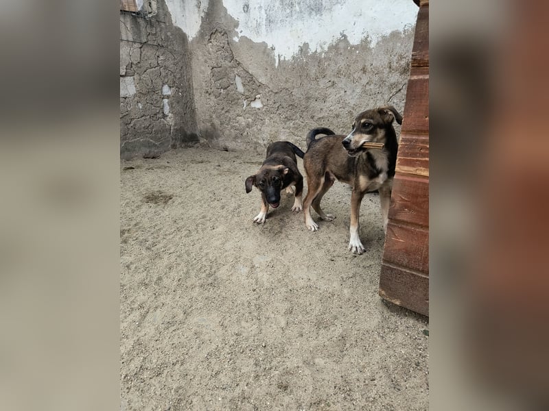 ⭐️ILKER ⭐️, fröhlicher Hundejunge, 11 Monate, 38 cm, Mischling, Tierschutz