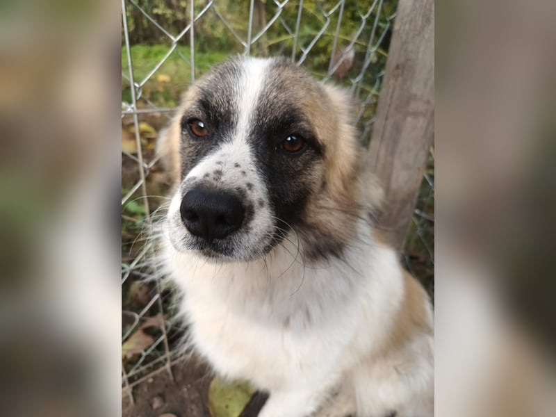Mogli Tierschutzhund sucht ein Zuhause
