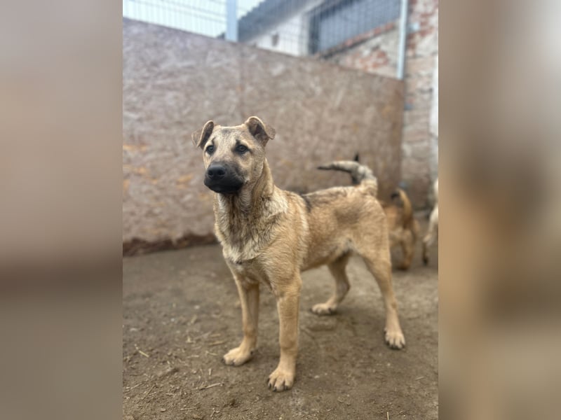 ⭐️Plisch⭐️, verschmuster Welpenmann, 5 Monate, 40 cm, Mischling, Tierschutz