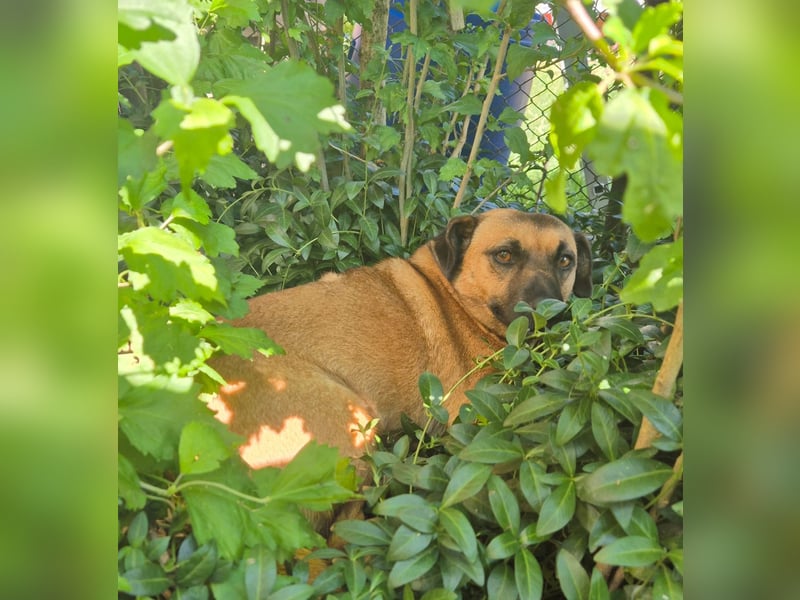 Lisa , kleines liebes Mädel möchte Rumänien verlassen