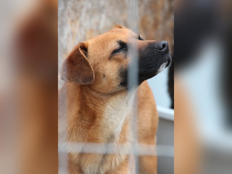 OLLI, lustiger Hundejunge, 1 Jahr, 36 cm, Mischling, Tierschutz