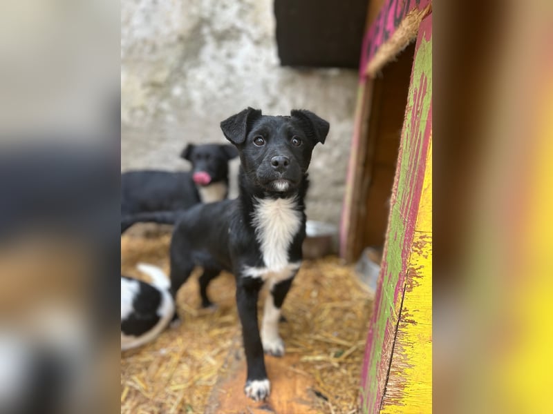 SCHNUCKI, lebensfrohe kleine Entdeckerin, Hündin, 6 Monate, 36 cm, Mischling, Tierschutz