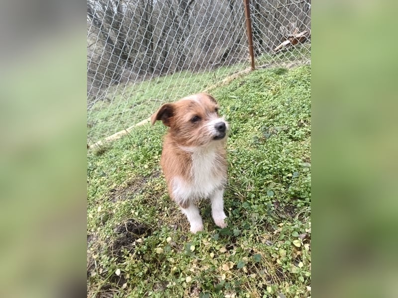 Kaya Tierschutzhund sucht ein Zuhause