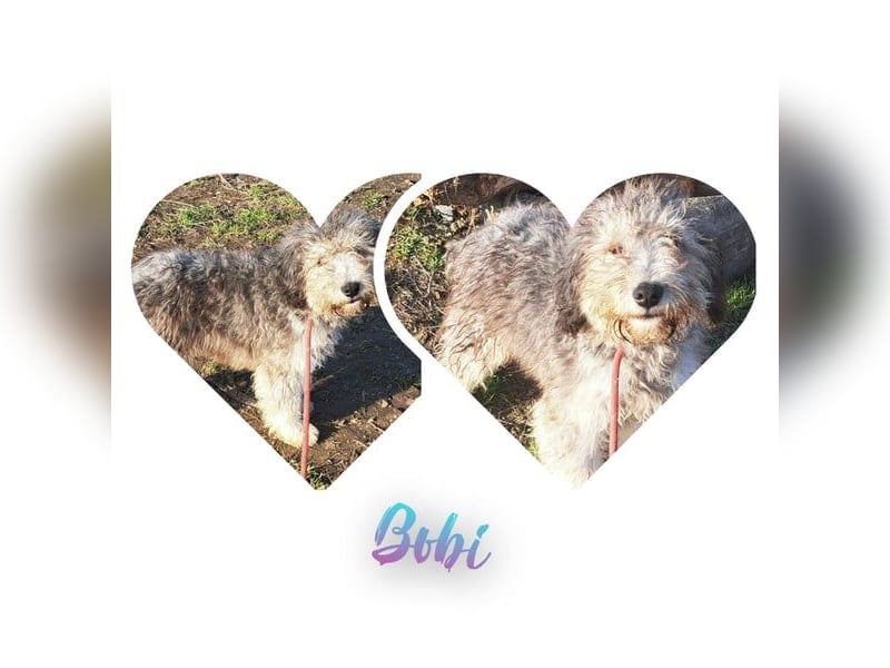 Junghund Bobi möchte Rumänien schnell verlassen