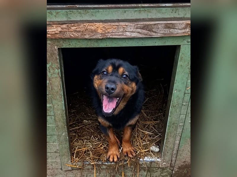 Kolos der gute-Laune-Hund