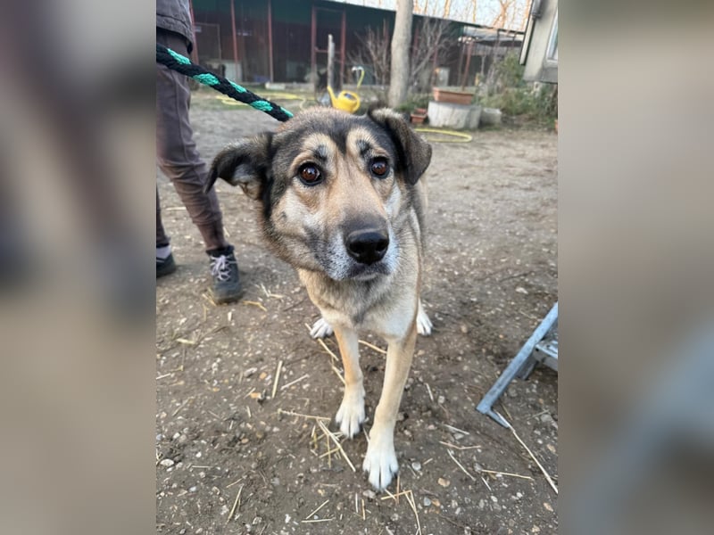 Nala sucht seine Familie