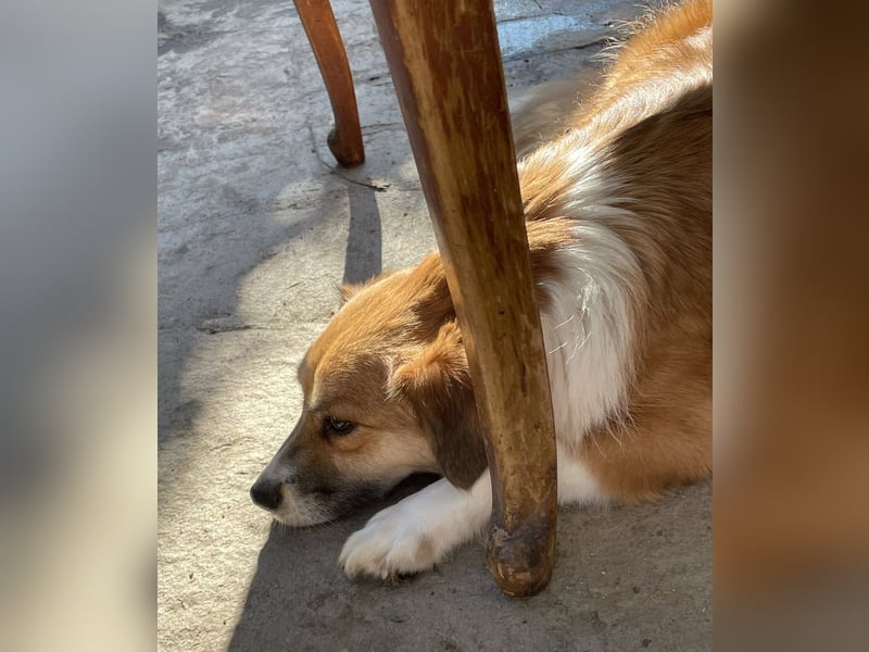 ⭐️FUMI⭐️, kleine Schönheit, fast 7 Jahre, 40 cm, Mischling, Tierschutz