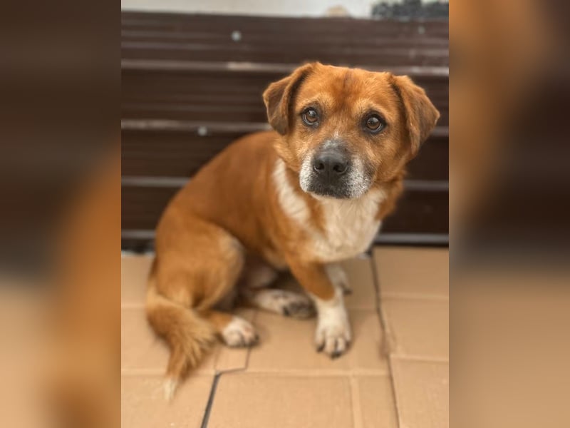 TAC, neugieriger kleiner Rüde, 2 Jahre, 35 cm, Mischling, Tierschutz Rumänien