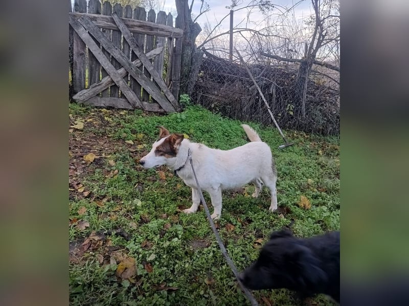 Lumi Tierschutzhund sucht ein Zuhause
