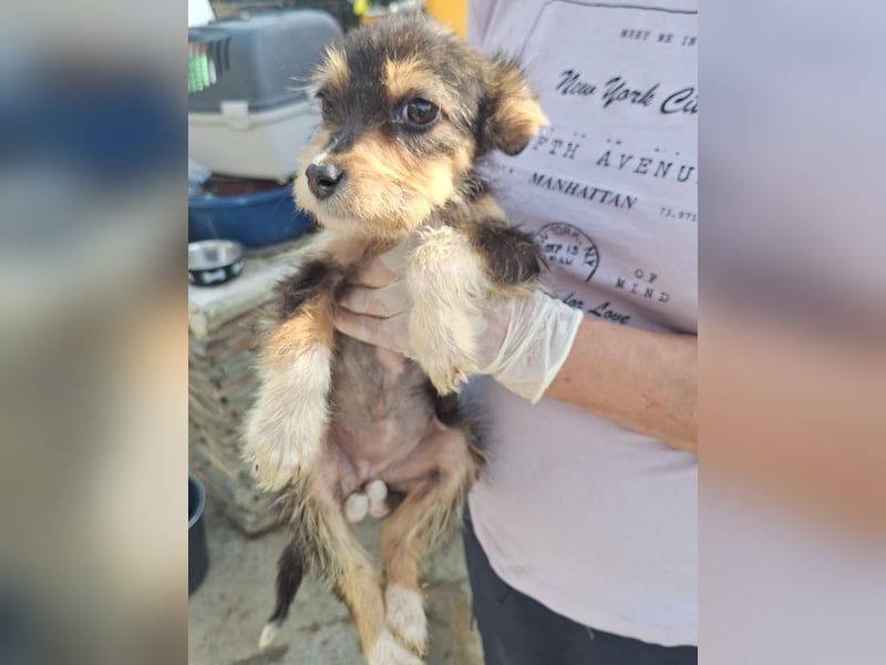 ⭐️ZERRIN⭐️, Mini-Maus, Welpe, 2 Monate, 19 cm, Mischling, Tierschutz Rumänien