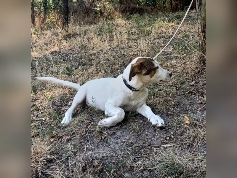 Lumi Tierschutzhund sucht ein Zuhause