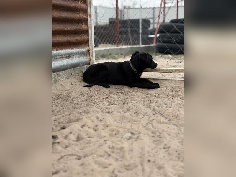 Esma – ein Herz auf vier Pfoten