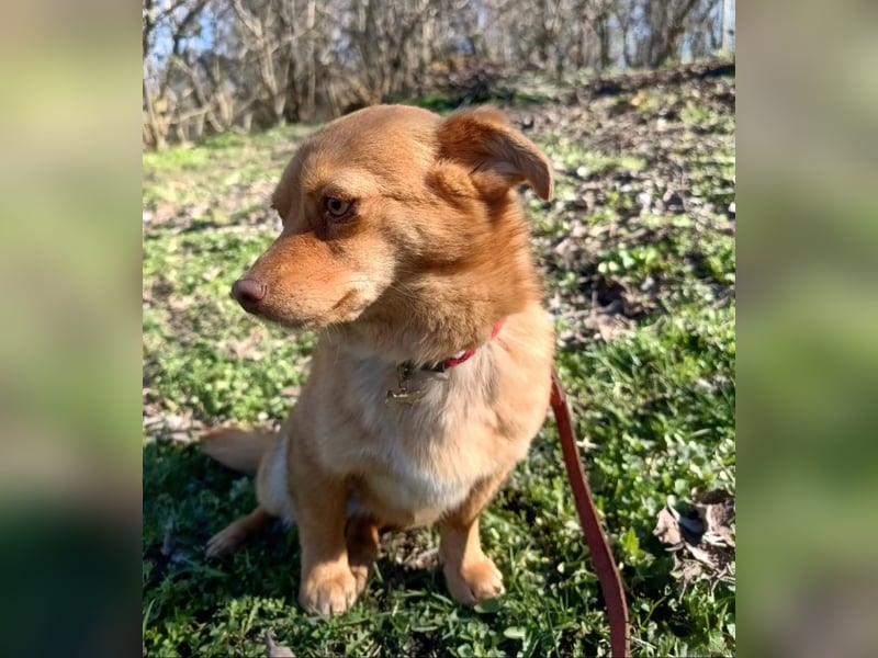 Lina Tierschutzhund sucht ein Zuhause