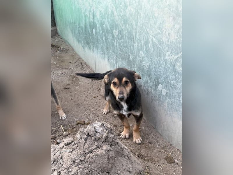 ⭐️BERO⭐️, lustiger Mini, Rüde, fast 2 Jahre, 32cm, Mischling, Tierschutz