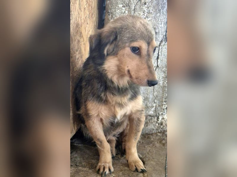 ⭐️ALINE⭐️, ruhige, kleine Hündin, 1 Jahr, 32 cm, Mischling, Tierschutz