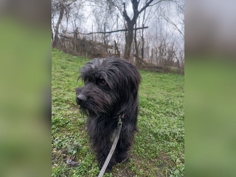 Kalle Tierschutzhund sucht ein Zuhause