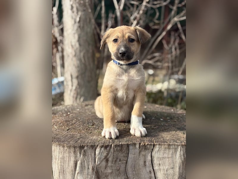 Nevio hat viel Liebe zu geben