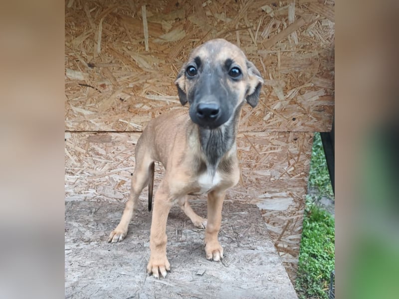 Saphira Tierschutzhund sucht ein Zuhause