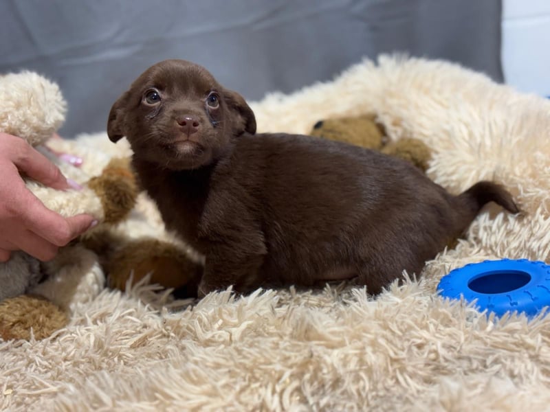 Pindur, kleines Hundekind