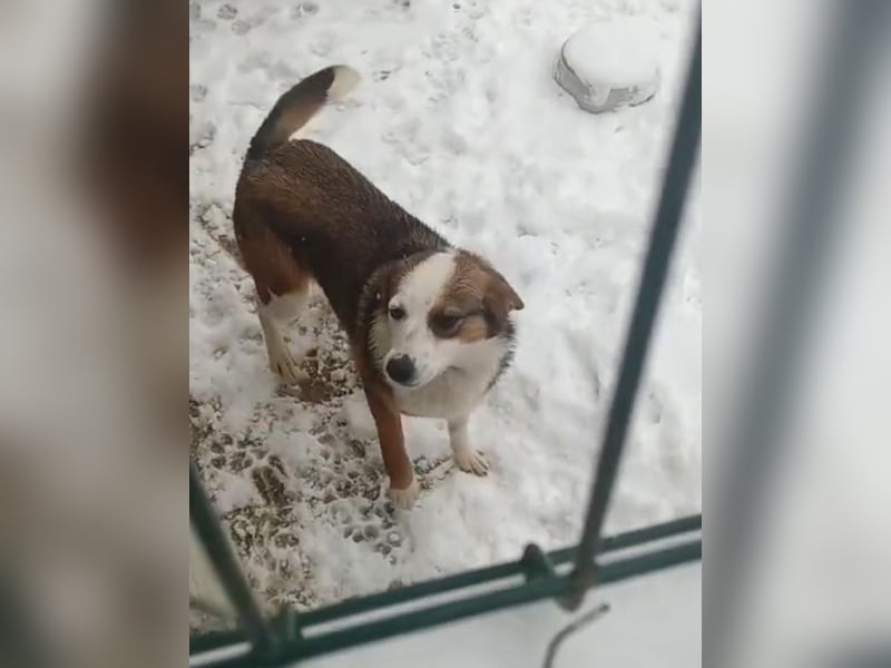 ⭐️FELIPA⭐️, Hündin, 11 Monate, 37 cm, Mischling, Tierschutz