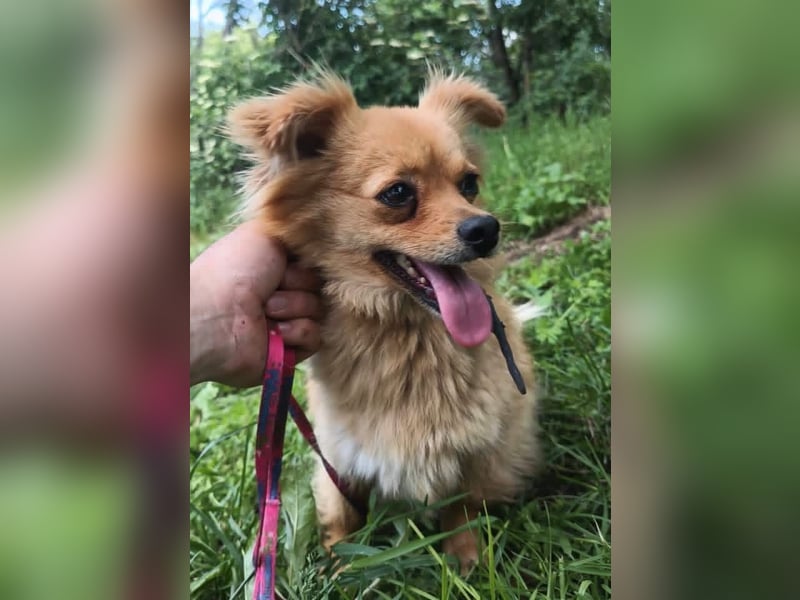 Luna Tierschutzhund sucht ein Zuhause