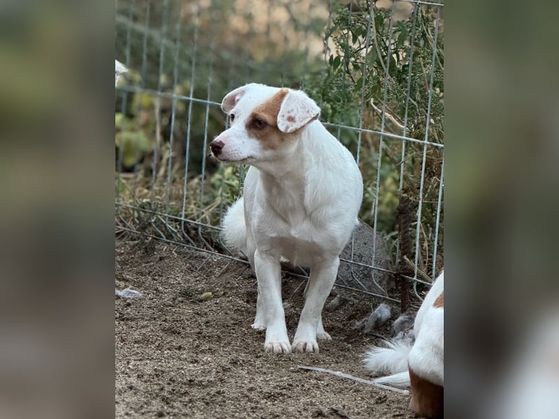 ⭐️FEE⭐️, zartes Hundemädchen, 1 Jahr, 30 cm, Mischling, Tierschutz