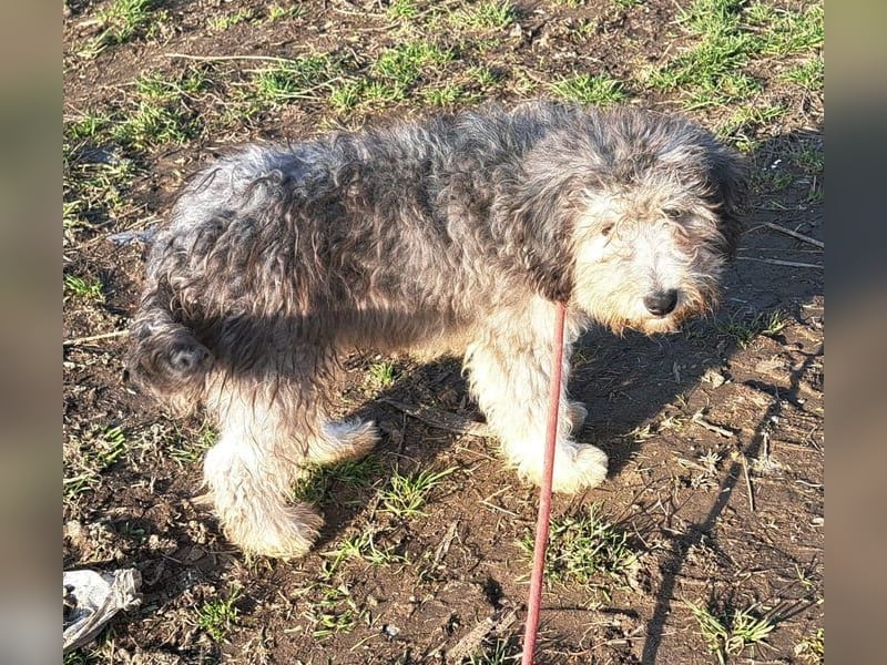 Junghund Bobi möchte Rumänien schnell verlassen