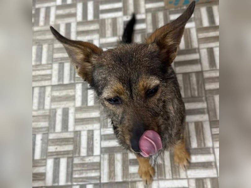 ⭐️ Alexa⭐️, liebevolles Hundekind, 10 Monate, 36 cm, Mischling, Tierschutz