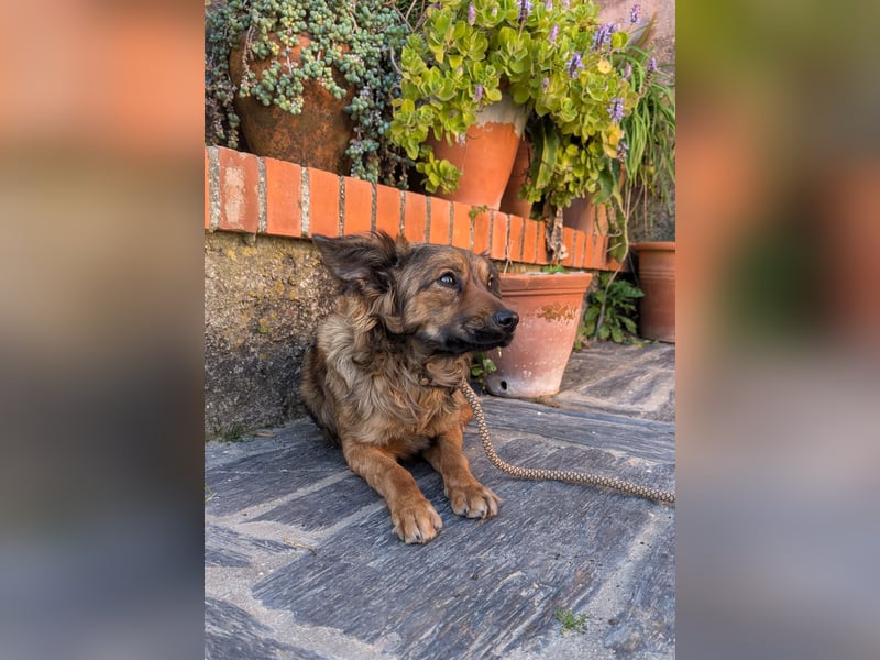 Zauberhafter Joka wartet in Portugal auf unserem Tierschutzhof!