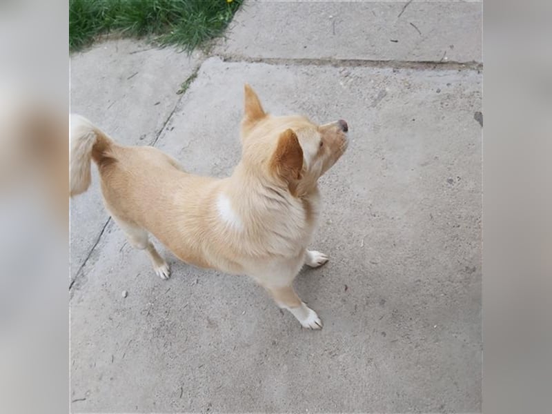 Dora Pinschermix,möchte Rumänien ganz schnell verlassen (lebt dort bei einer PS)