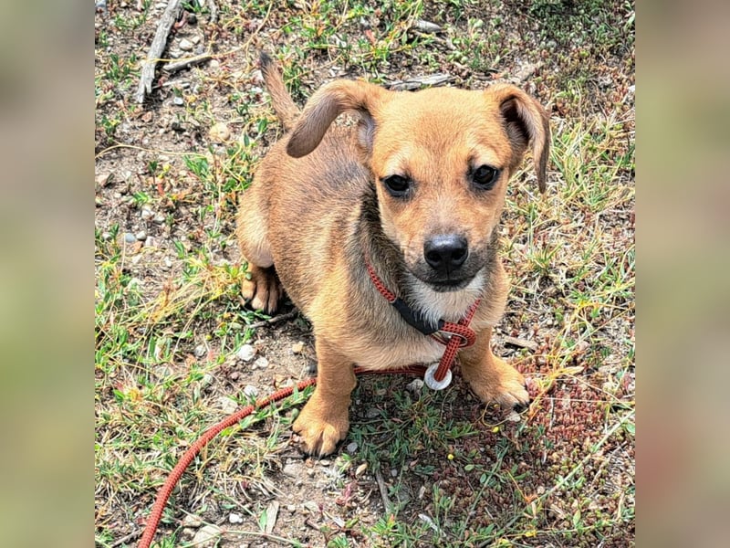 Kleine Lumi kann bald in Hessen besucht werden