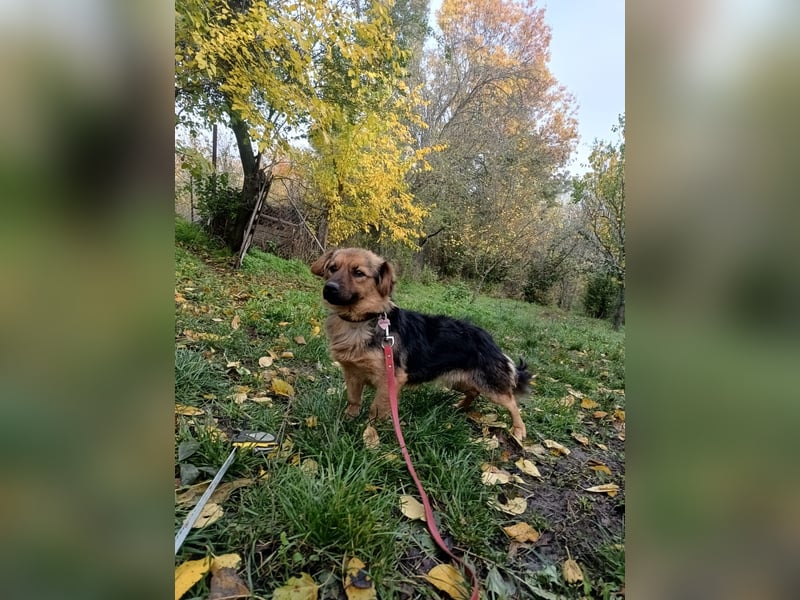 Milly Tierschutzhund sucht ein Zuhause