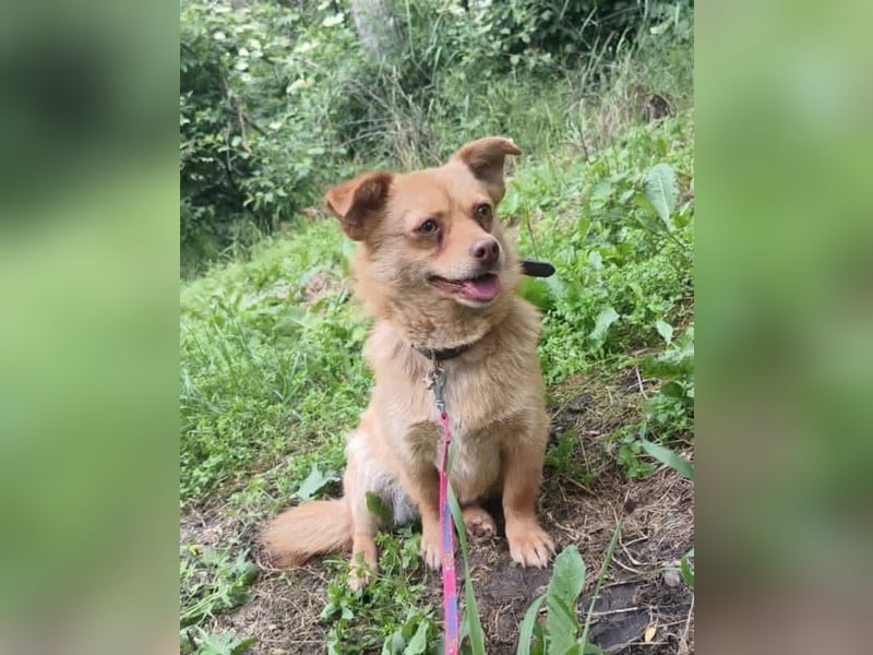 Lina Tierschutzhund sucht ein Zuhause