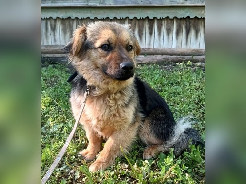 Milly Tierschutzhund sucht ein Zuhause