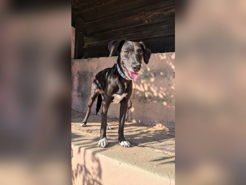 Zauberhafte Sophie wartet in Portugal auf unserem Tierschutzhof!