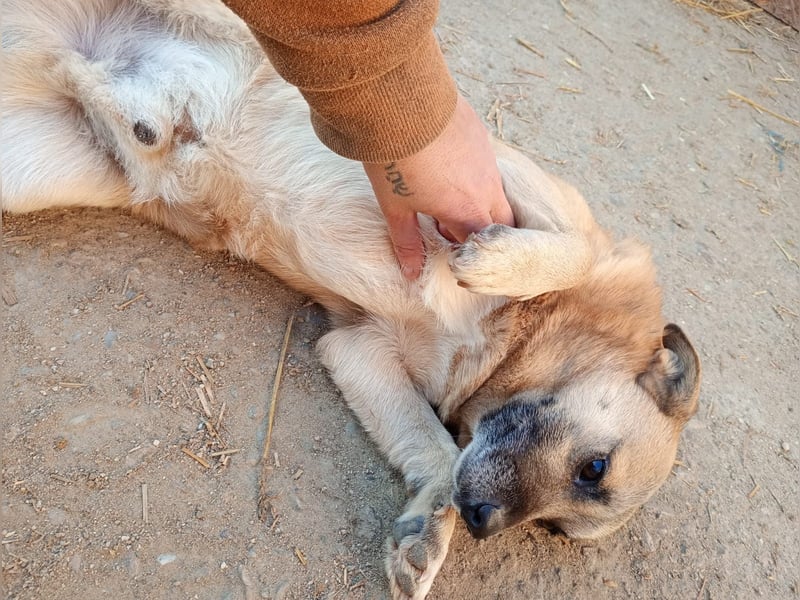 Nofell ⭐️TONI⭐️, Rüde, 3 Jahre, 29cm, Mischling, Tierschutz Rumänien