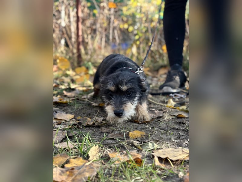Texton - Er will nicht im Tierheim aufwachsen!