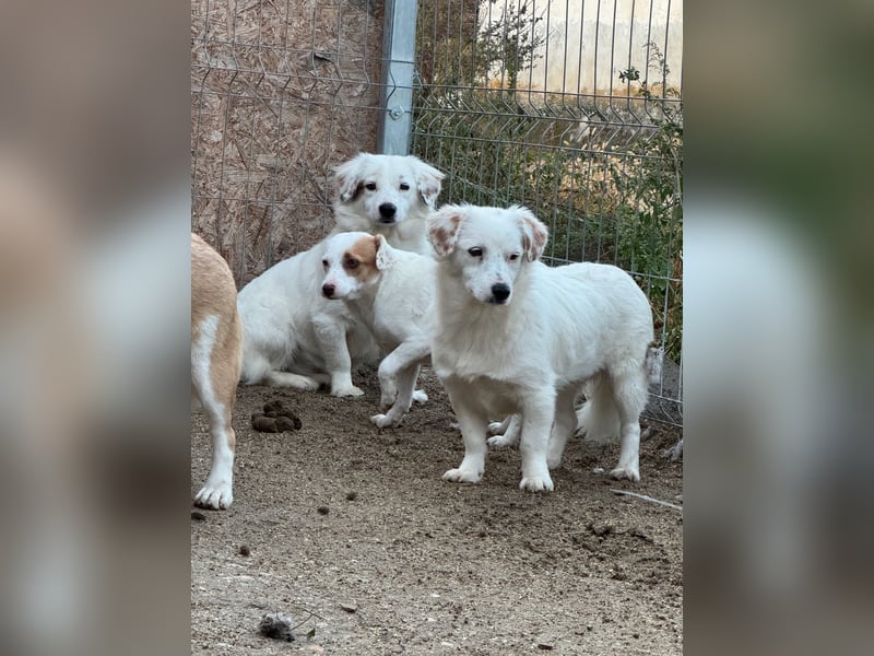 ⭐️FINJA⭐️, Hündin, 1,5 Jahre, 34 cm, Mischling, Tierschutz