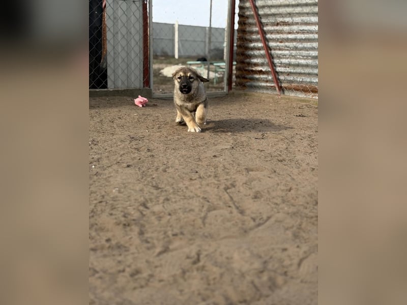 Nevin träumt von einem eigenen Zuhause