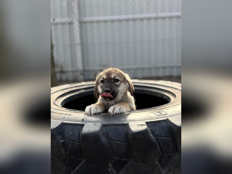 Nevin träumt von einem eigenen Zuhause