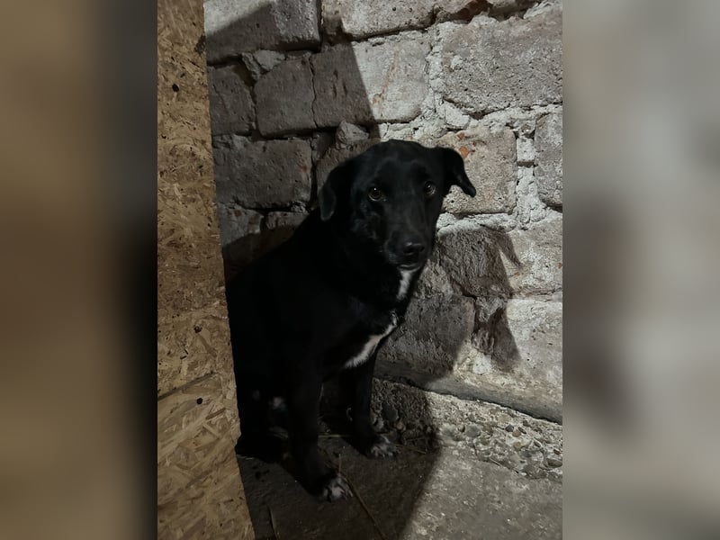 ⭐️RANA⭐️, vorsichtige Hündin, 4,5 Jahre, 38 cm, Mischling, Tierschutz Rumänien