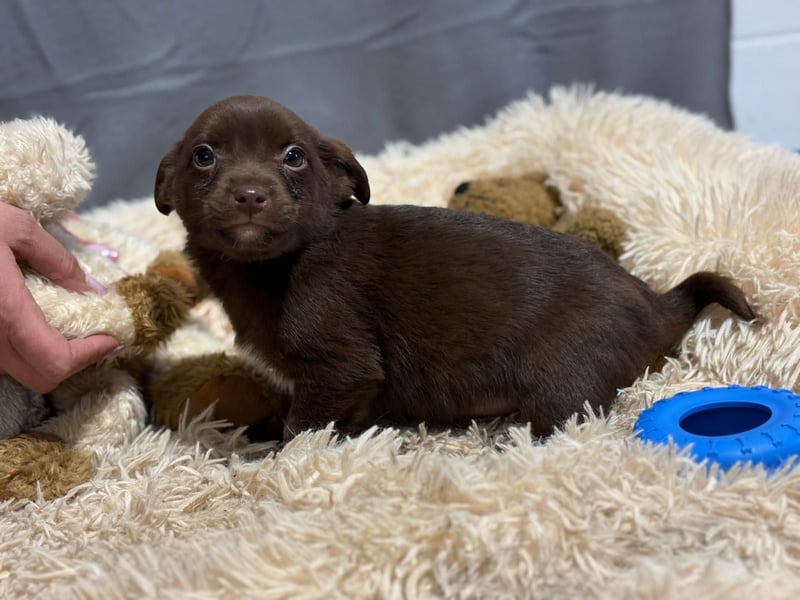 Pindur, kleines Hundekind