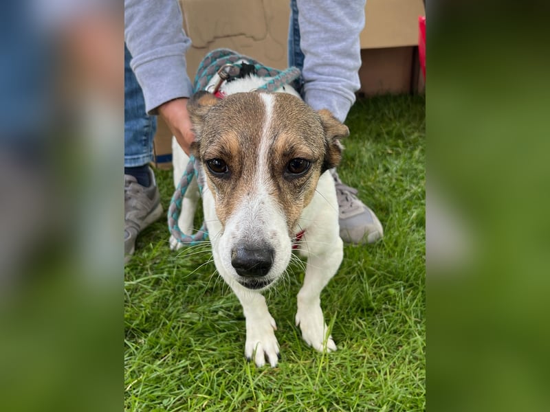 MOLLY, zarte Seele, 3,5 Jahre, 27 cm, Pflegestelle 53773, Tierschutz Rumänien