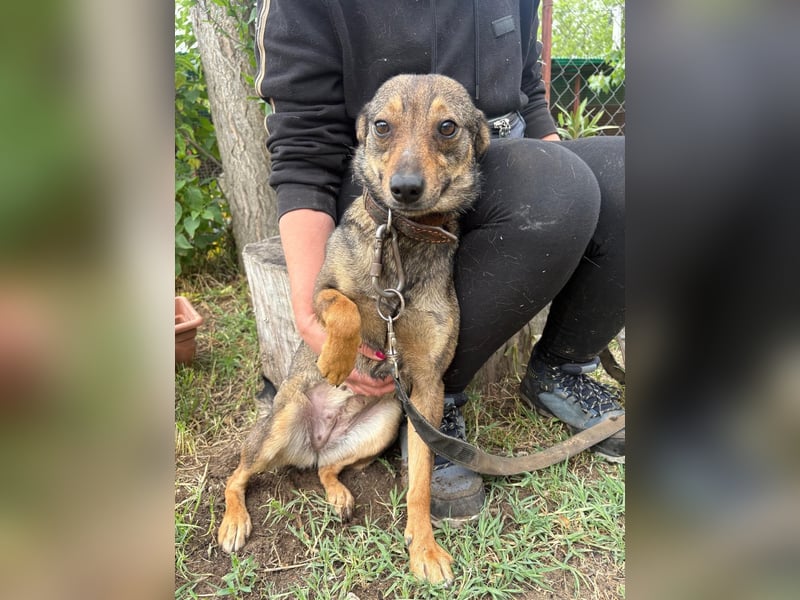 Poppy - Verdient endlich ein liebendes Zuhause!